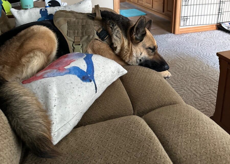 German Shepherd - Sweets - Making herself at home - ourshepherds.com