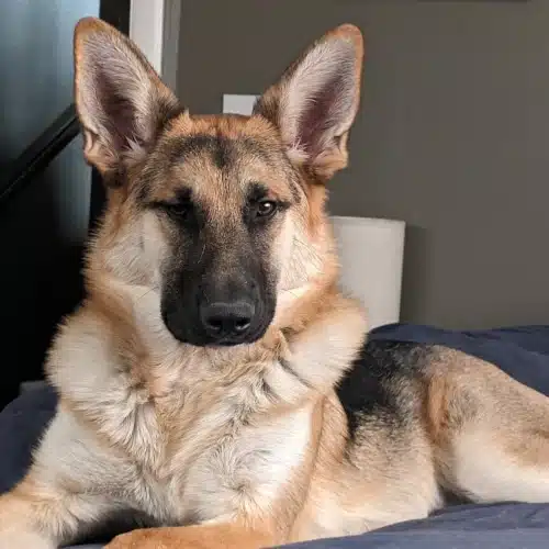 Dolly the German Shepherd