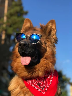 German Shepherd Fashion Icon